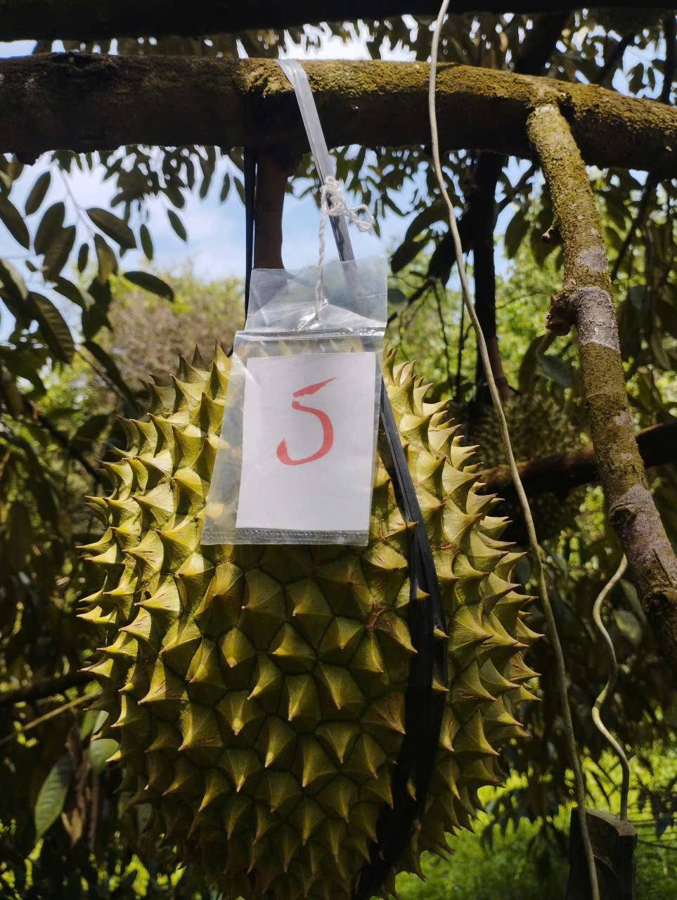 Durian hanging on the tree at Mai Nhan Farm