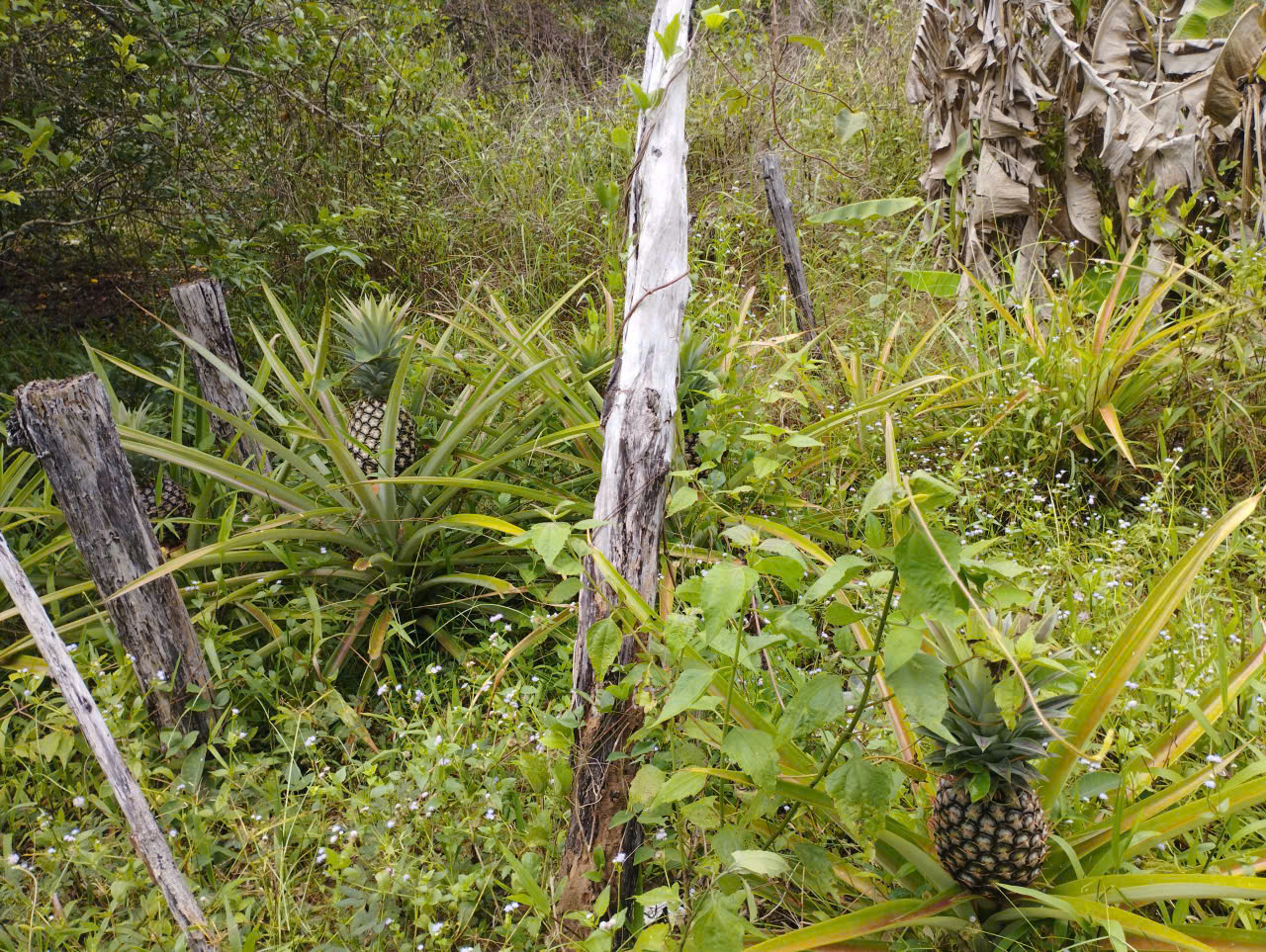 Pineapple growing in the garden