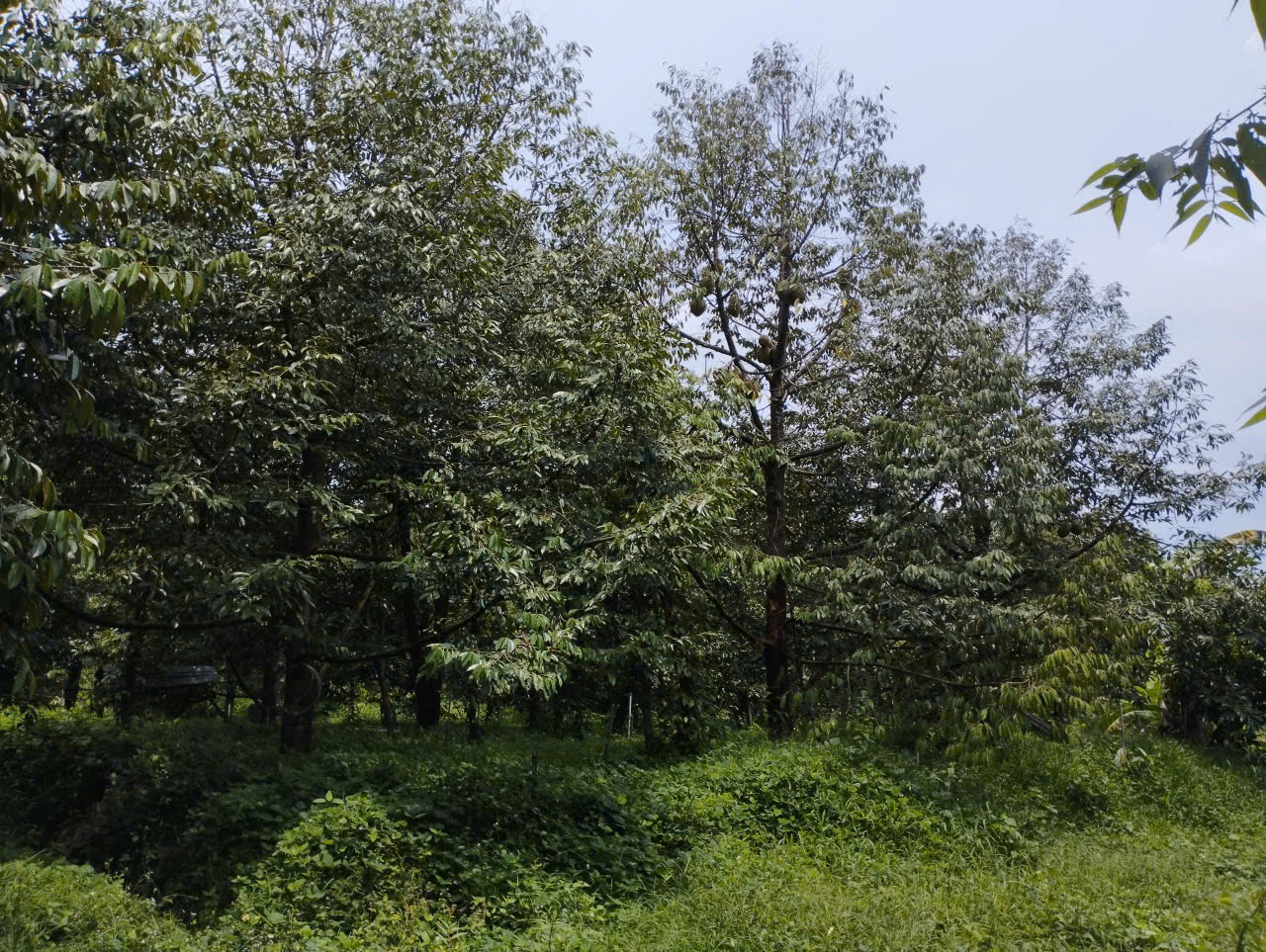The garden at Mai Nhan Farm