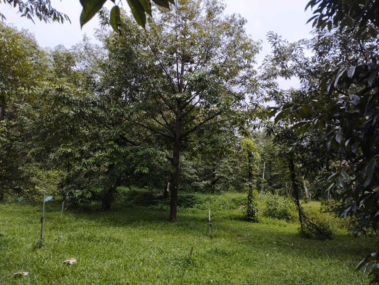 Mai Nhan Farm garden overview
